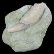 Fossil Sea Lion (Allodesmus) Tooth - Bakersfield, CA #62165-1